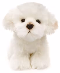 Maltese hund sittande