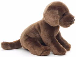 Brun labradorvalp med koppel sittande
