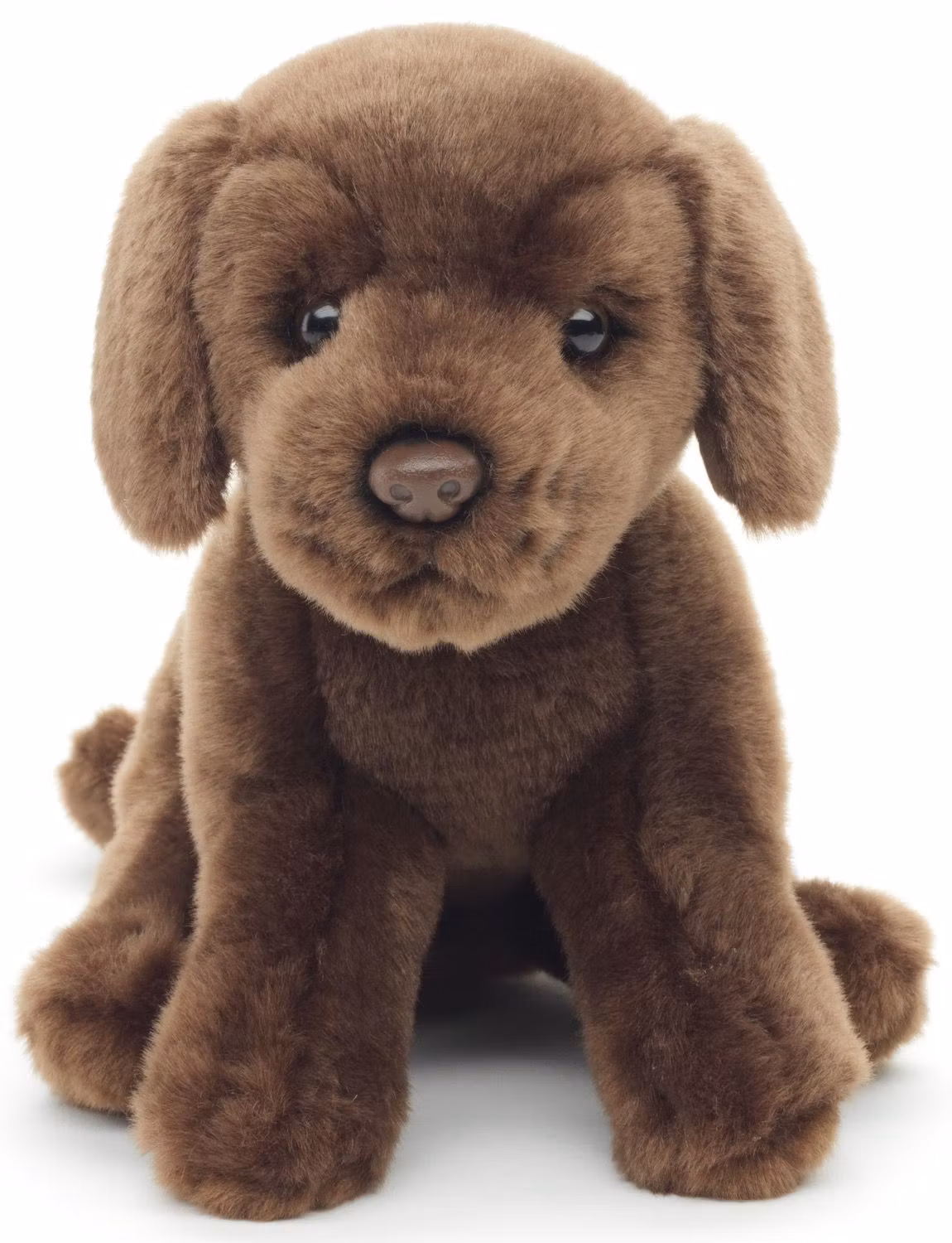 Brun labradorvalp med koppel sittande