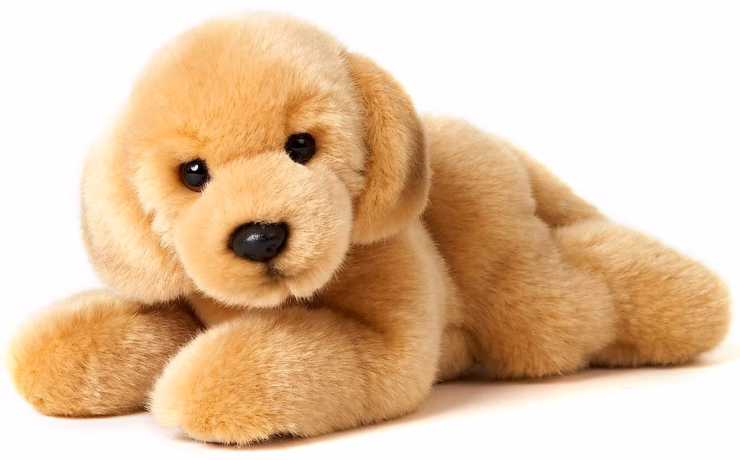 Golden retrivervalp liggande