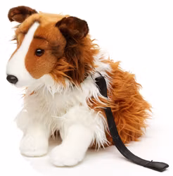Collie med koppel sittande