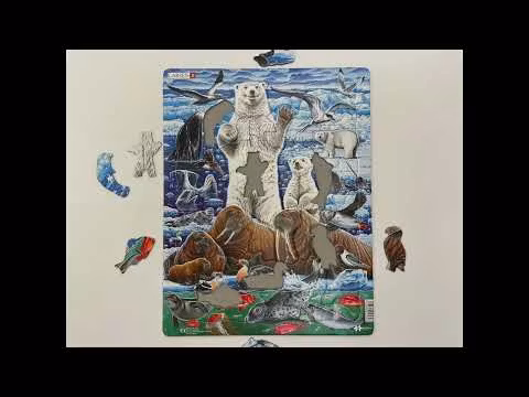 Arktis valross - Larsen