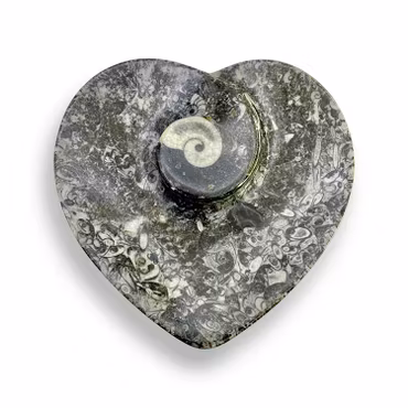 Fossil med Ortoceratit och Ammonit, Fat (Hjärta)