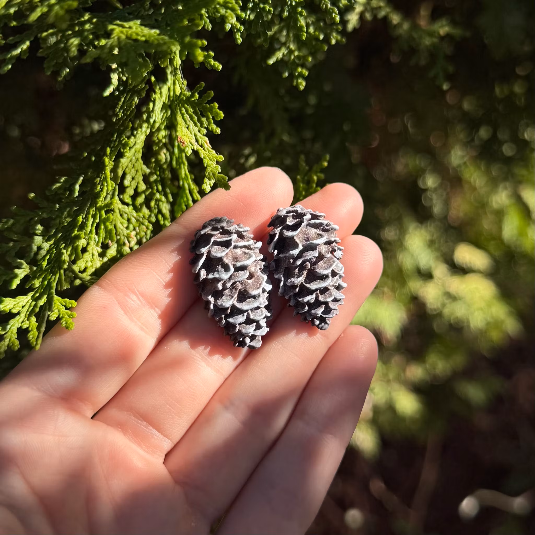 Grankottar örhängen