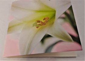 Fyrkantigt grattiskort med vit blomma, utan text