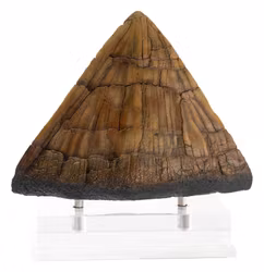 Jurassic Park Statue Triceratops Spike Prop (Reproduction)