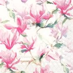 Servett Magnolia