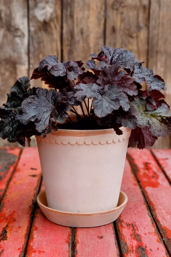 Helena kruka (terrakotta 14 cm) - Bergs Potter