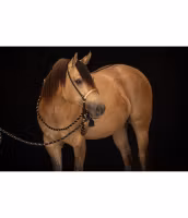 Bosalset 5/8 tum COB / QH