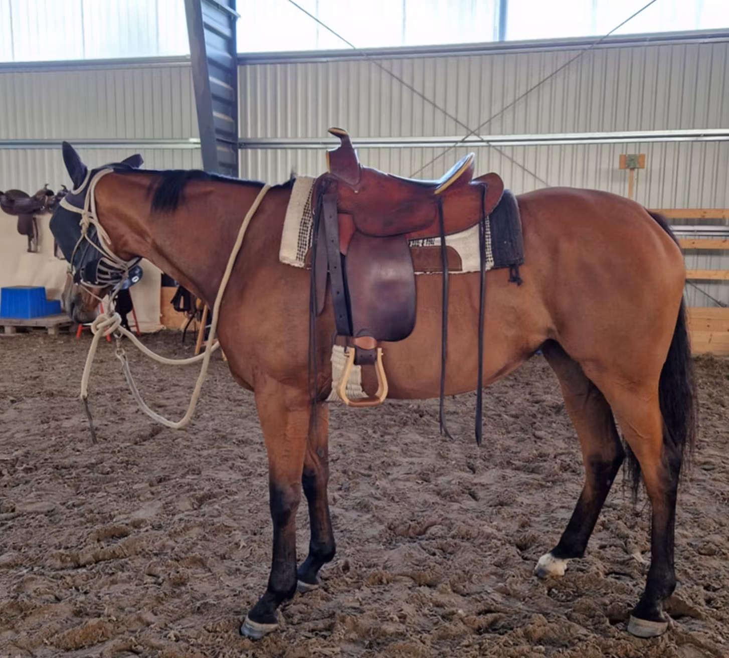Unik Oldtime/Allround Westernsadel  SQ "RIESER"  15 tum