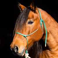 repgrimma QH /COB grön