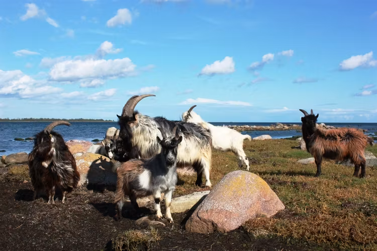 Orranäs BOCKSALAMI - tillfälligt slut
