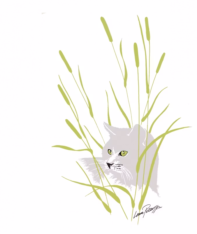 Disktrasa katt
