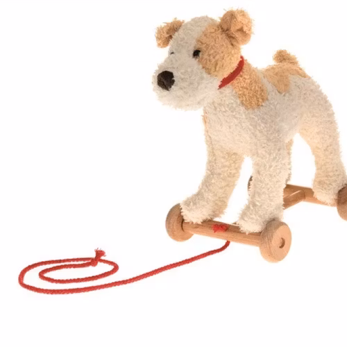Draghund Elliot terrier