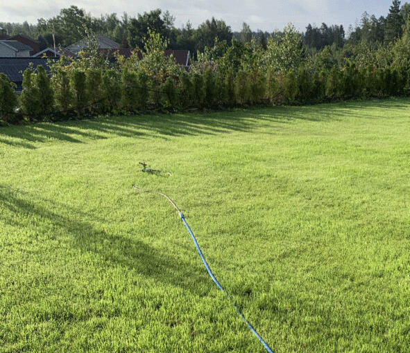 Gräsmatta Skugga - skuggiga soliga & näringsfattiga ytor