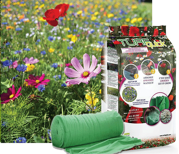 Blomsteräng - Årligt och flerårigt