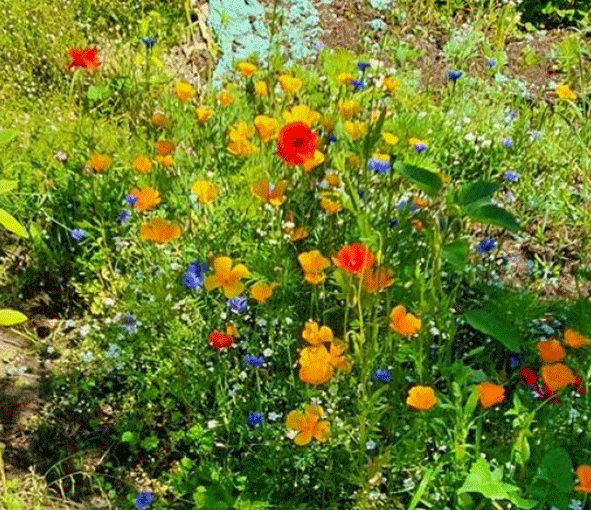 Blomsteräng - Årligt och flerårigt