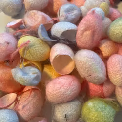 Silkeskokonger färgade pastell
