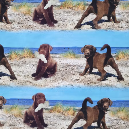 Brun labrador