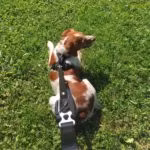 Kyflie Momentum Leash ONE SIZE