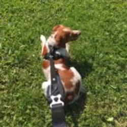 Kyflie Momentum Leash ONE SIZE