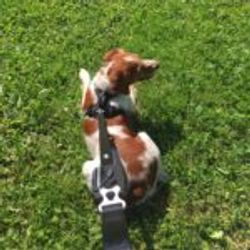 Kyflie Momentum Leash ONE SIZE