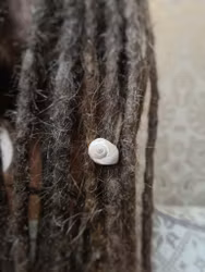 "Vit Snäcka" - Trädekoration till dreads (9mm hål)