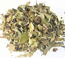 Vitt te Ginkgo