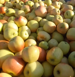 Äppelmust Bag-in-box 3 Liter - Åkerö