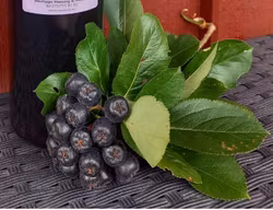 Aroniajos - Bara Aronia 500 ml