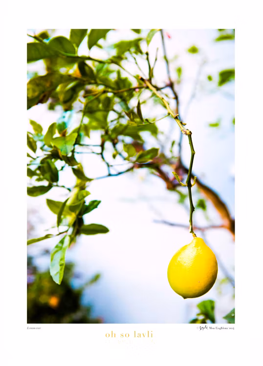 Lemon tree