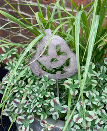 Pumpa stick till blomma (päron formade pumpan)