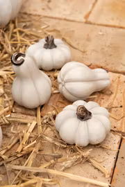 Dekoration Pumpa Mini rund vit