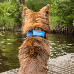 Back on Track Cool on Track Kylande Hundscarf