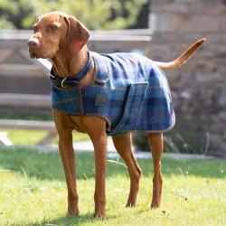 DIGBY & FOX Navy Tweed Hundtäcke