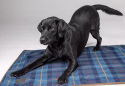 DIGBY & FOX Navy Tweed Hundfilt