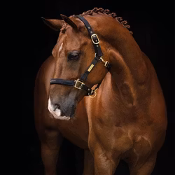 HS Grimma EQUESTRIAN LIFE