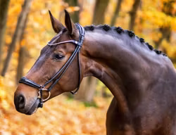 Finesse Spirit Bridle