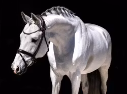 Finesse Himalaya Bridle