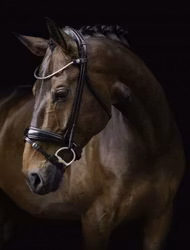 Finesse Cayenne Bridle