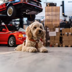 Tershine Furrify - Djurschampo 500 ml