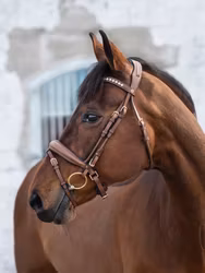 Jacson Cleveland Dressyrträns