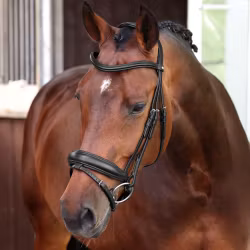 VELOCITI LUSSO Elite Dressyrträns, Black