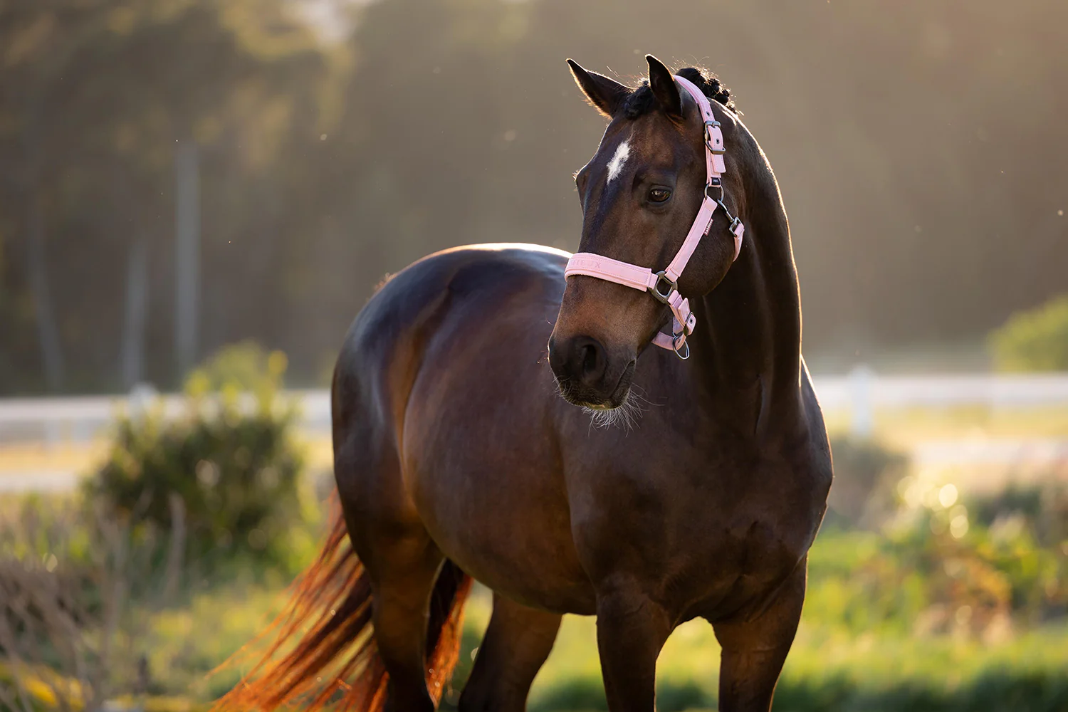 LeMieux SS26 Essence Grimma