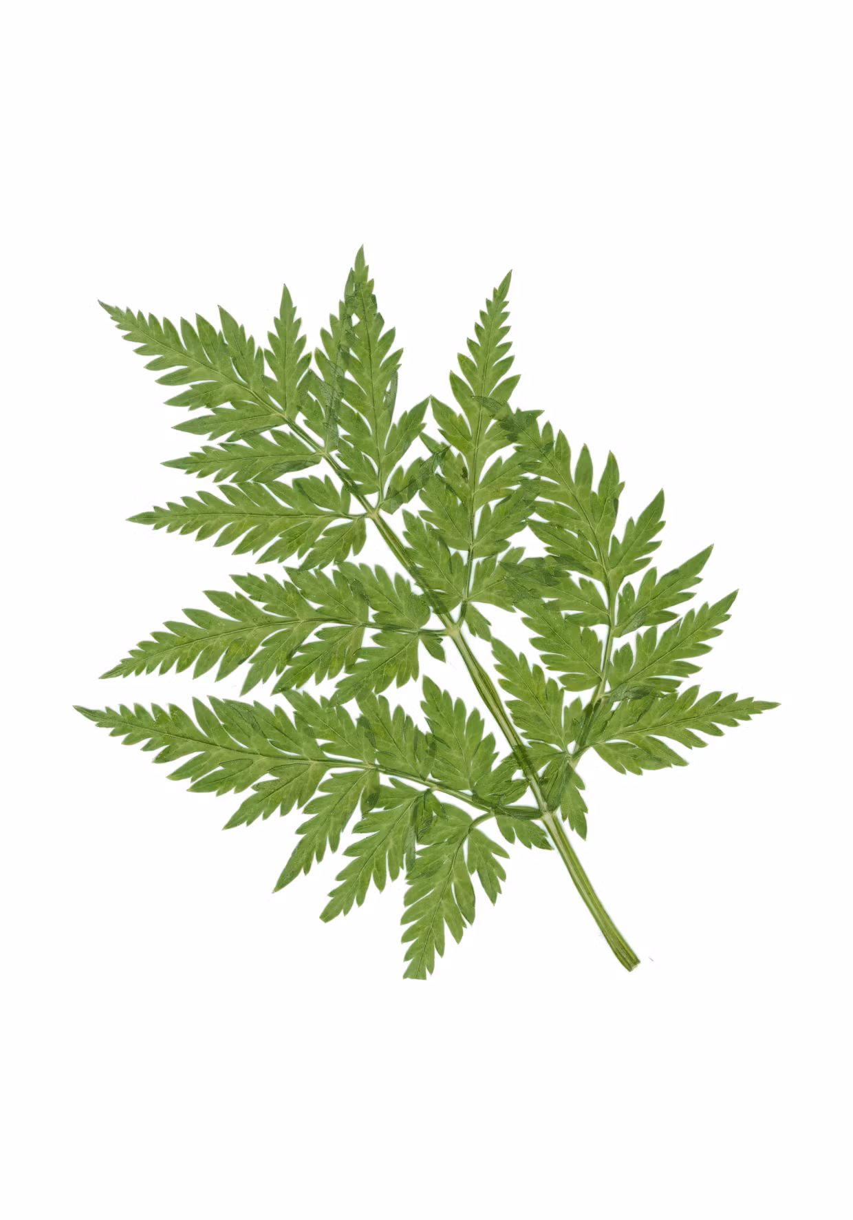 KORT - Frozen Summer Design AS