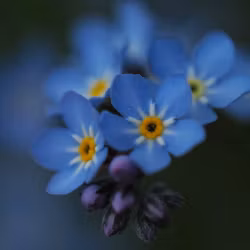 Forget-Me-Not Ankle 8mm