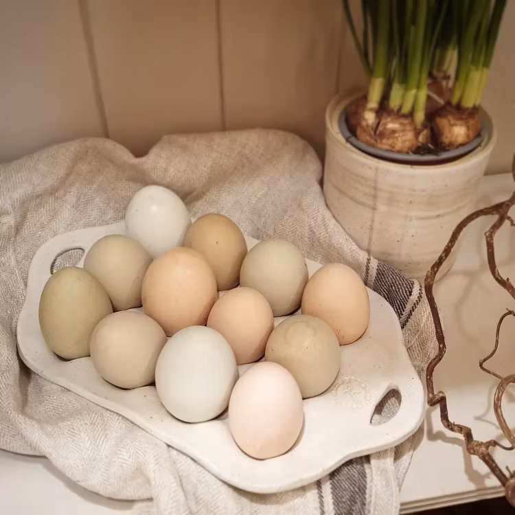 Äggfat 6 eller 12 ägg