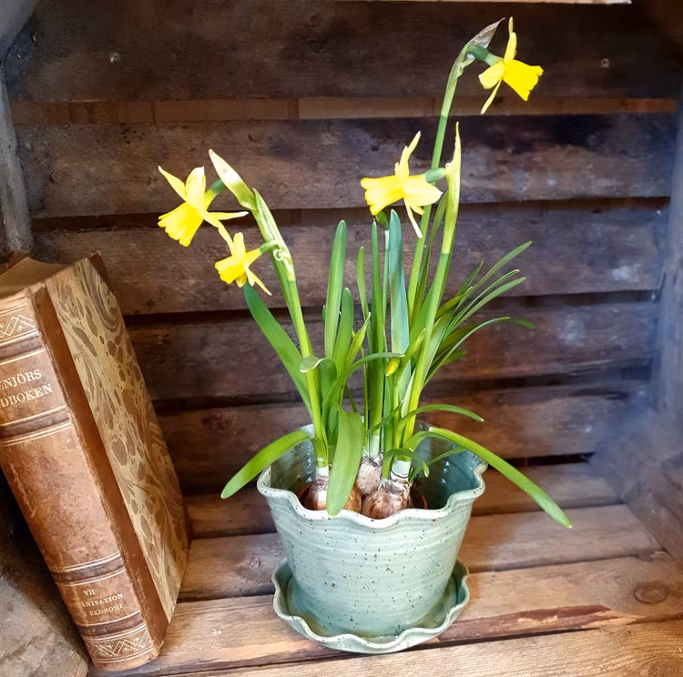 Söt blomkruka och fat i ett