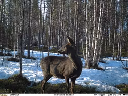 UOVision - Compact 4G 20mp Cloud