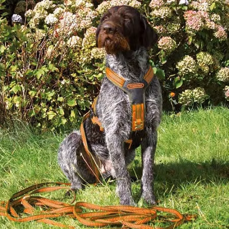 Niggeloh - Spårsele "Follow"